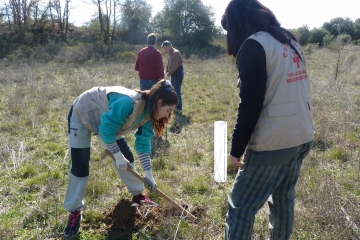 Nueva replantación de árboles en Barbastro.