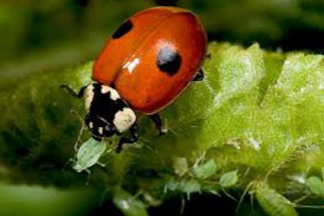 Insectos beneficios para control de plagas.