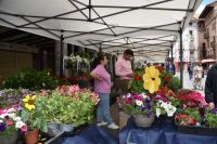 Fiesta_del_plantero_Ayuntamiento_de_Barbastro_9