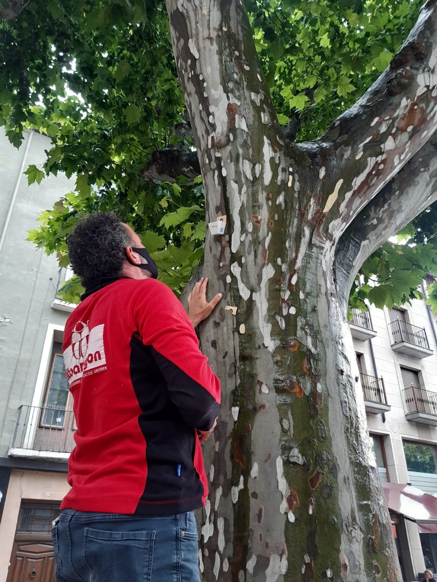 Tratamiento plataneros Coso Ayuntamiento de Barbastro